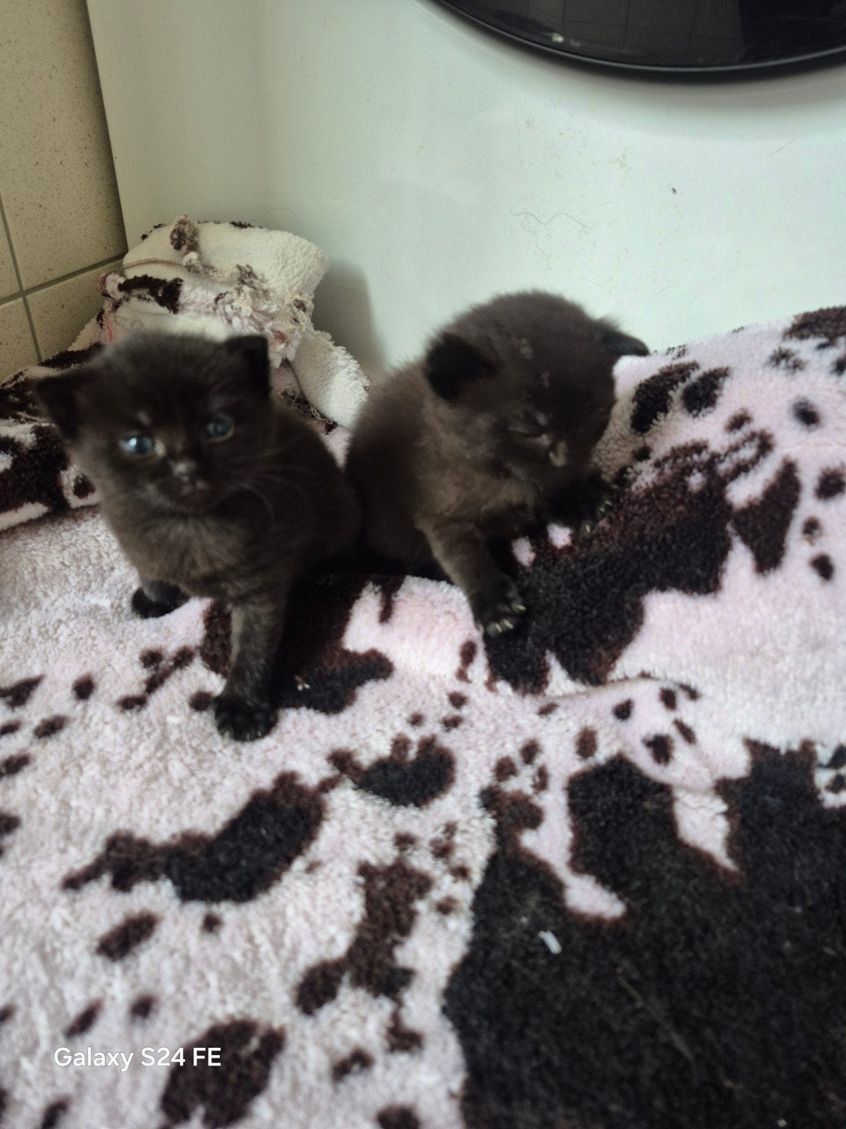 Te koop brittsekorthaar kittens kruising huiskat
