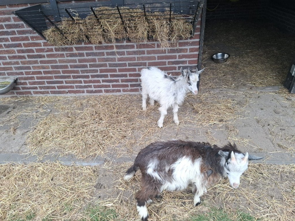 Landgeit bokjes, Dieren en Toebehoren, Mannelijk, Geit, 0 tot 2 jaar