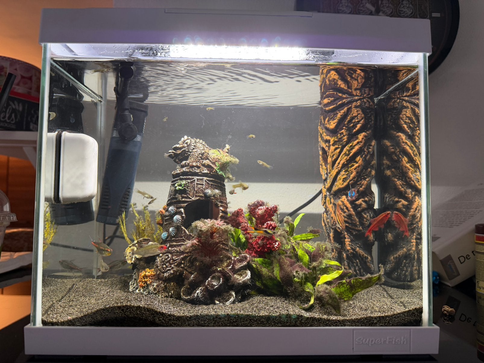 Baby guppies geslacht onbekend nog, Ophalen, Zo goed als nieuw