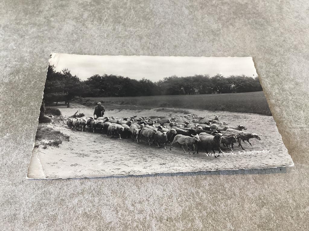 Westerbork.        Schaapherder, Ophalen of Verzenden