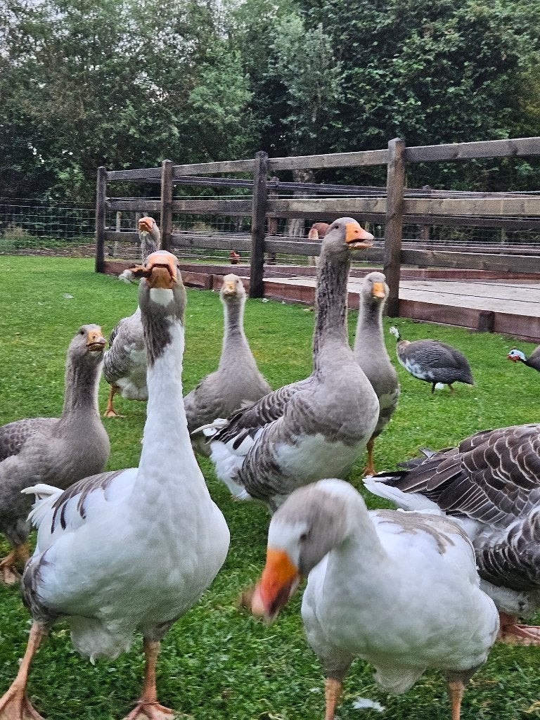 Mooie ganzen, Dieren en Toebehoren, Pluimvee, Geslacht onbekend, Gans of Zwaan