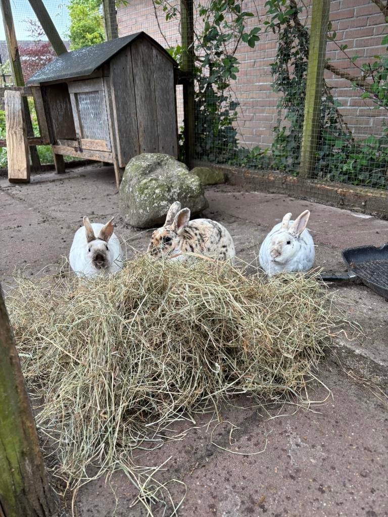 Volwassen kleinrex voedsters, Dieren en Toebehoren, Konijnen, Vrouwelijk, 0 tot 2 jaar