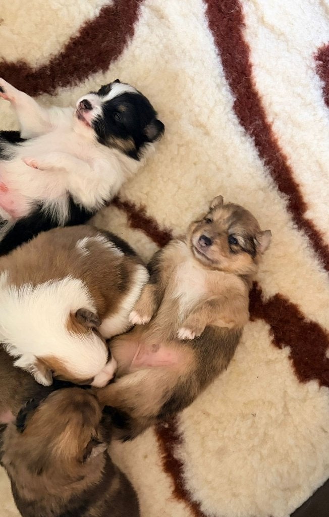Eerste familiale nestje Poshie pups (sheltie x pomeriaan), Dieren en Toebehoren, Parvo, België, Particulier, 8 tot 15 weken