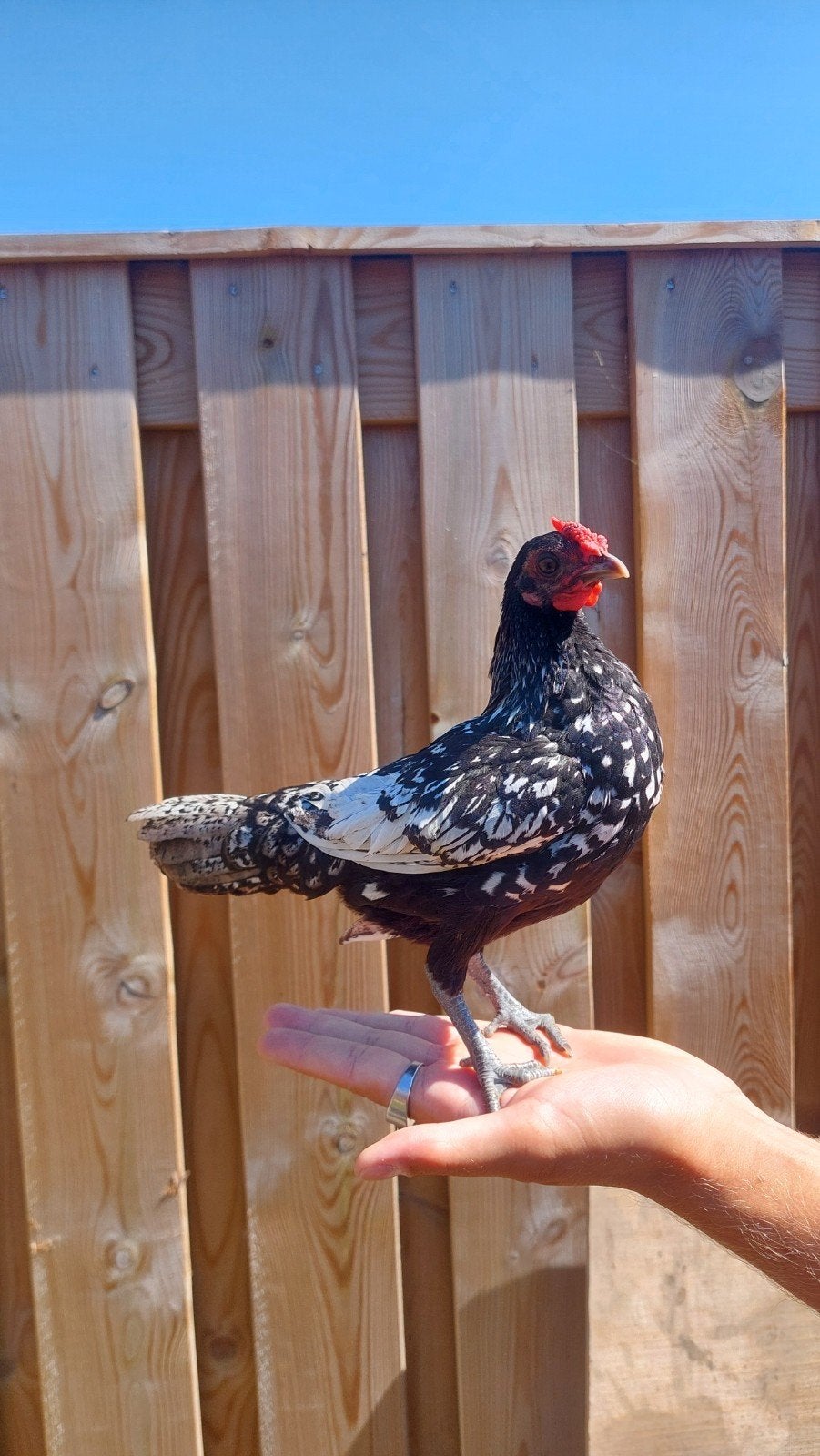 krielkipjes: 1 hen en 4 hanen zoeken een huisje!, Meerdere dieren, Kip