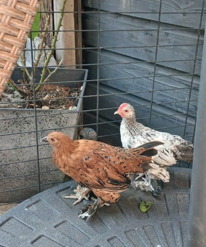 Lieve snowie en eagle sabelpootjes zoeken samen een thuis, Dieren en Toebehoren, Pluimvee, Meerdere dieren, Kip