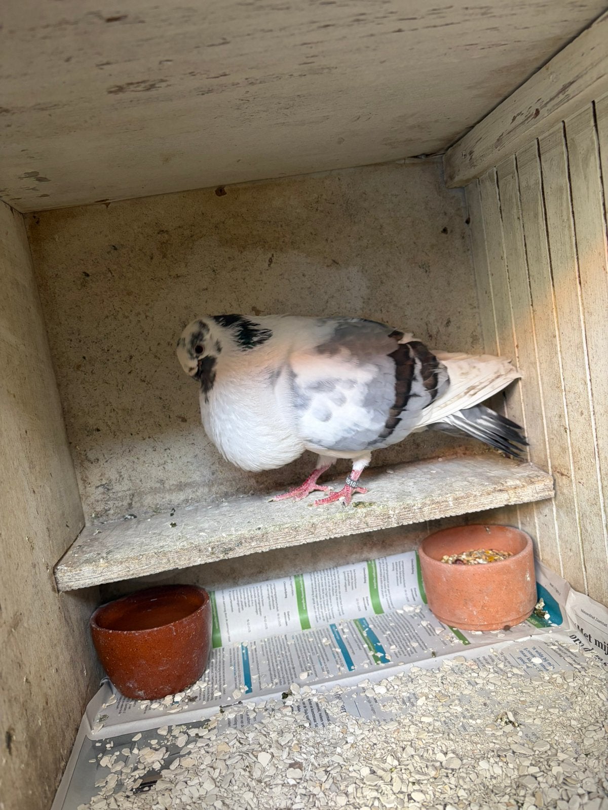 Canaria/Duif van dit jaar, Dieren en Toebehoren, Vrouwelijk, Kropper
