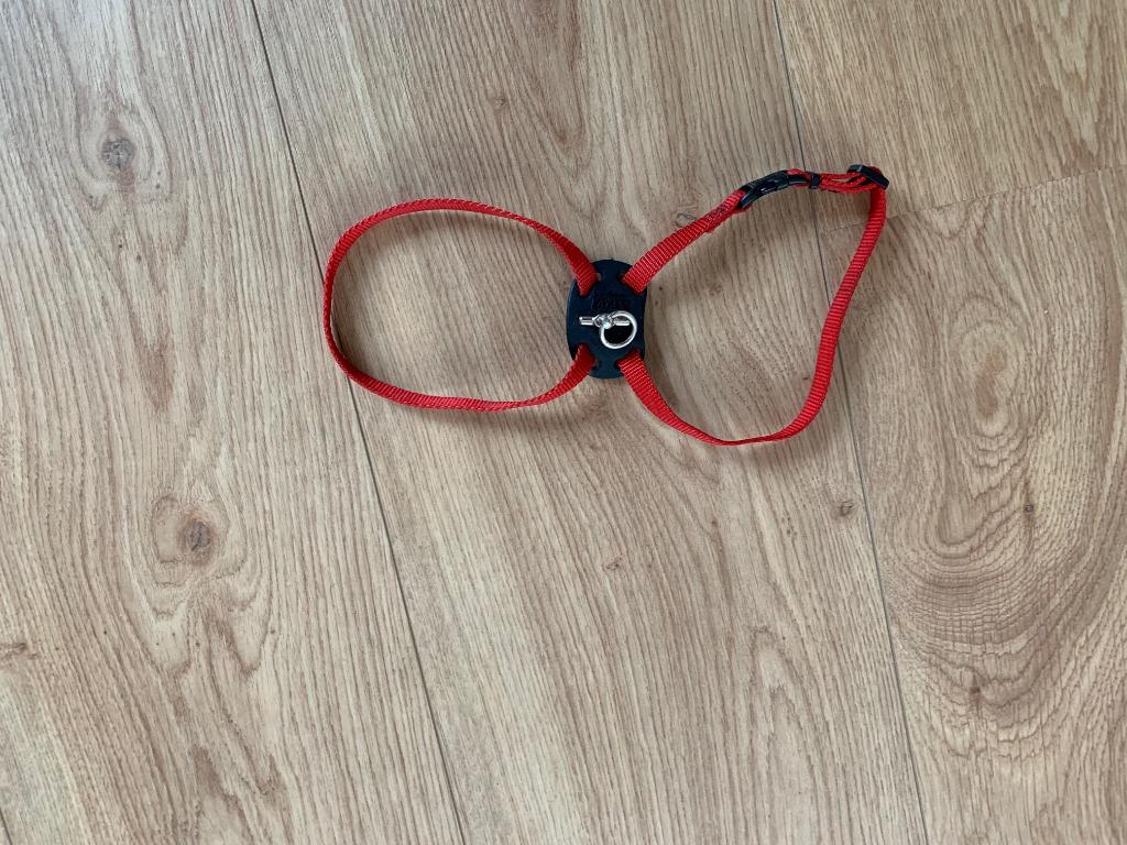 halsbandje/tuigje voor puppy, Ophalen of Verzenden, Zo goed als nieuw, Hondenriem