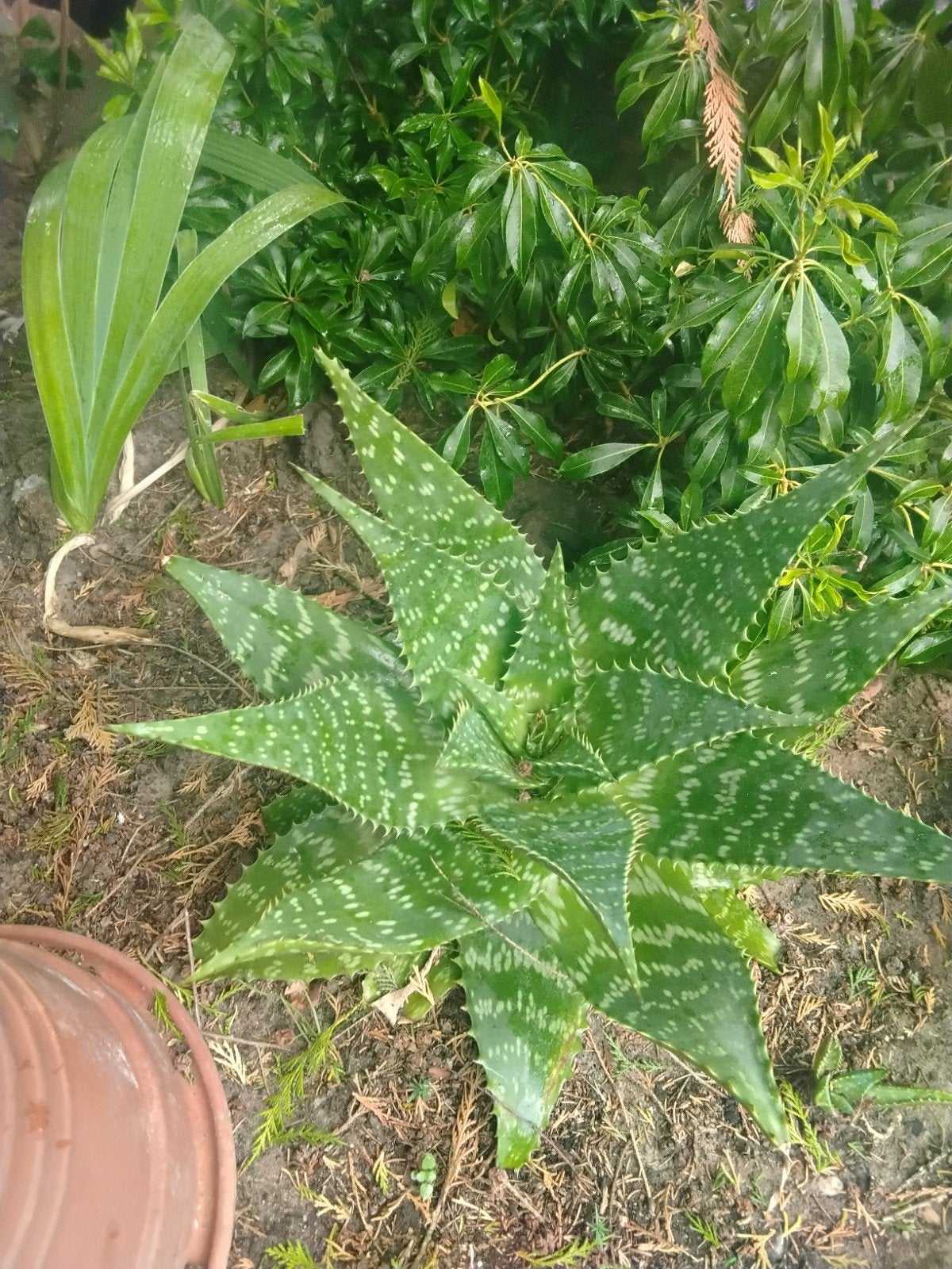 te koop cactussen uit de volle grond,, Ophalen, Zomer, Overige soorten, Volle zon