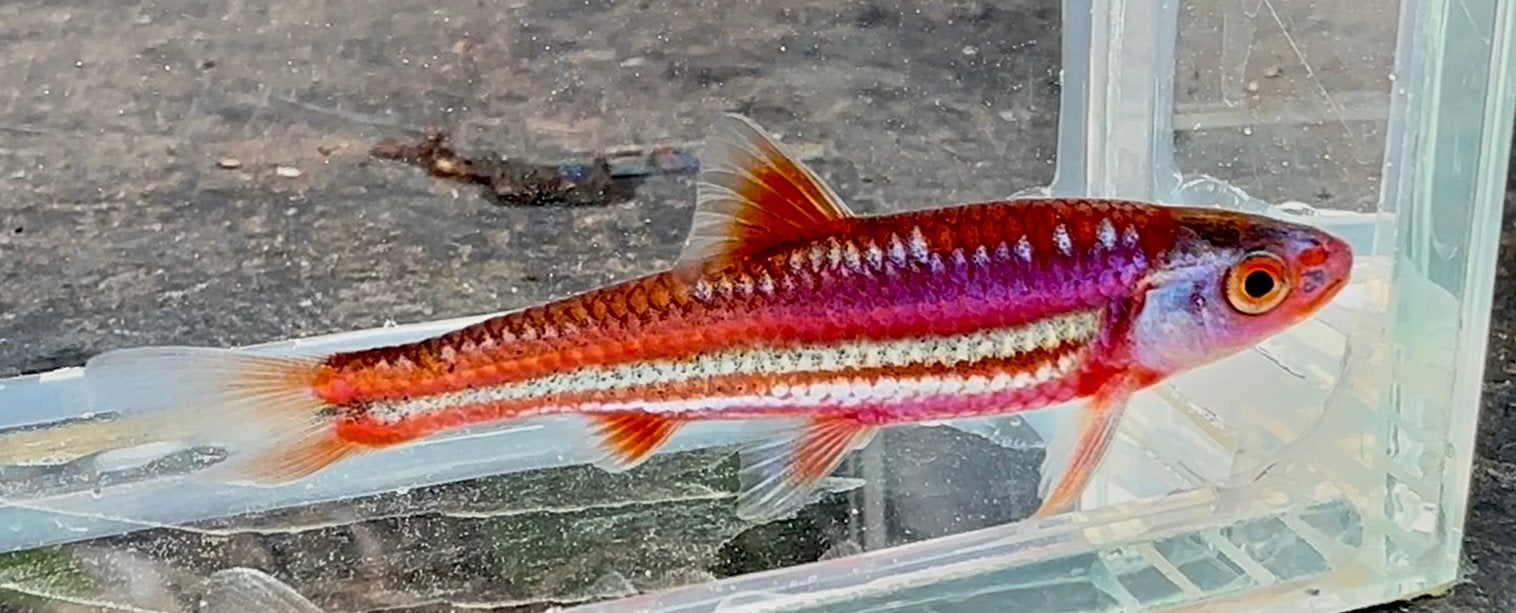 Regenboog Elrits. Rainbow Shiner. Volwassen maat., Overige soorten