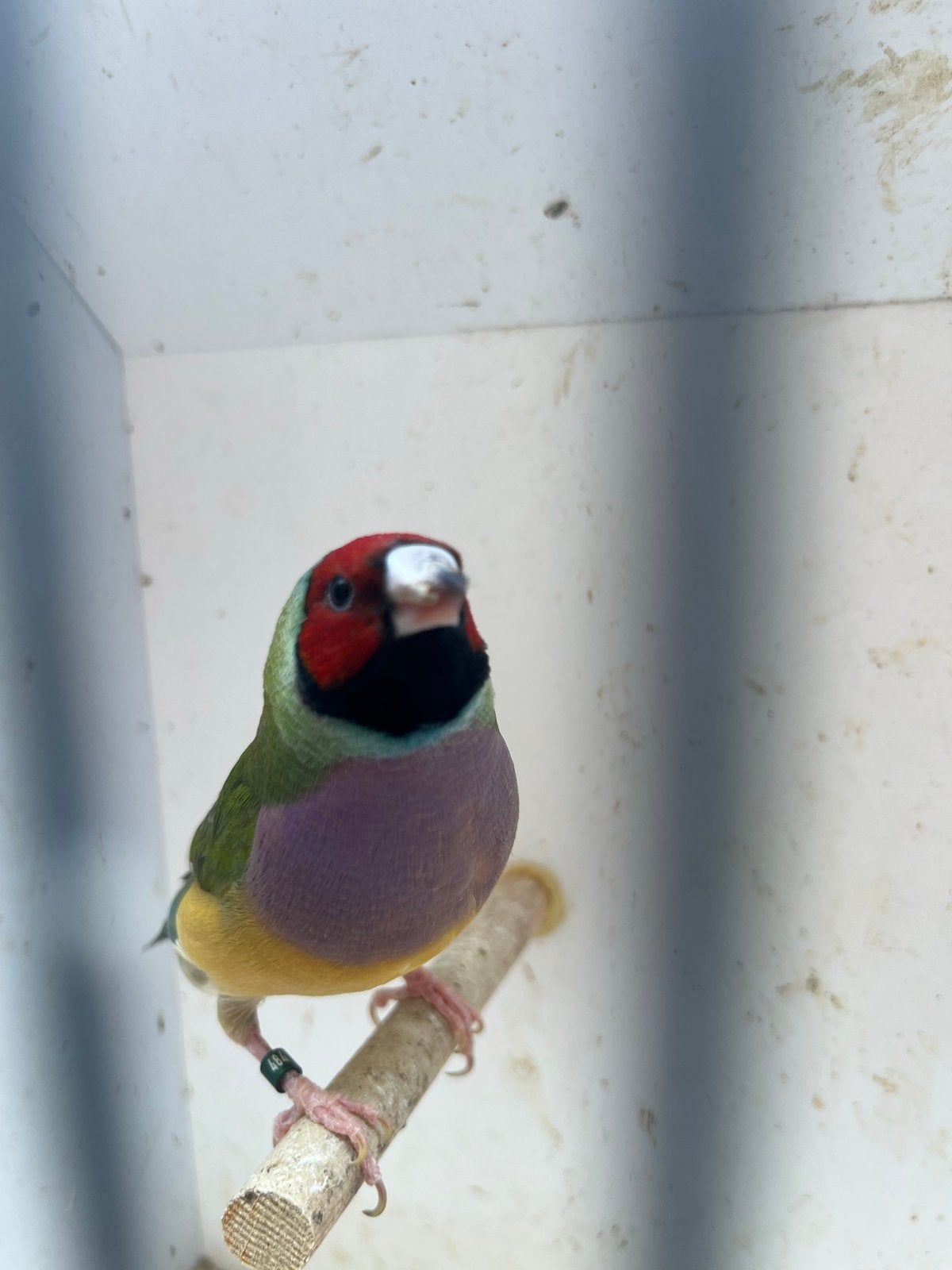 Goldamandine, Dieren en Toebehoren, Vogels | Overige Vogels, Mannelijk