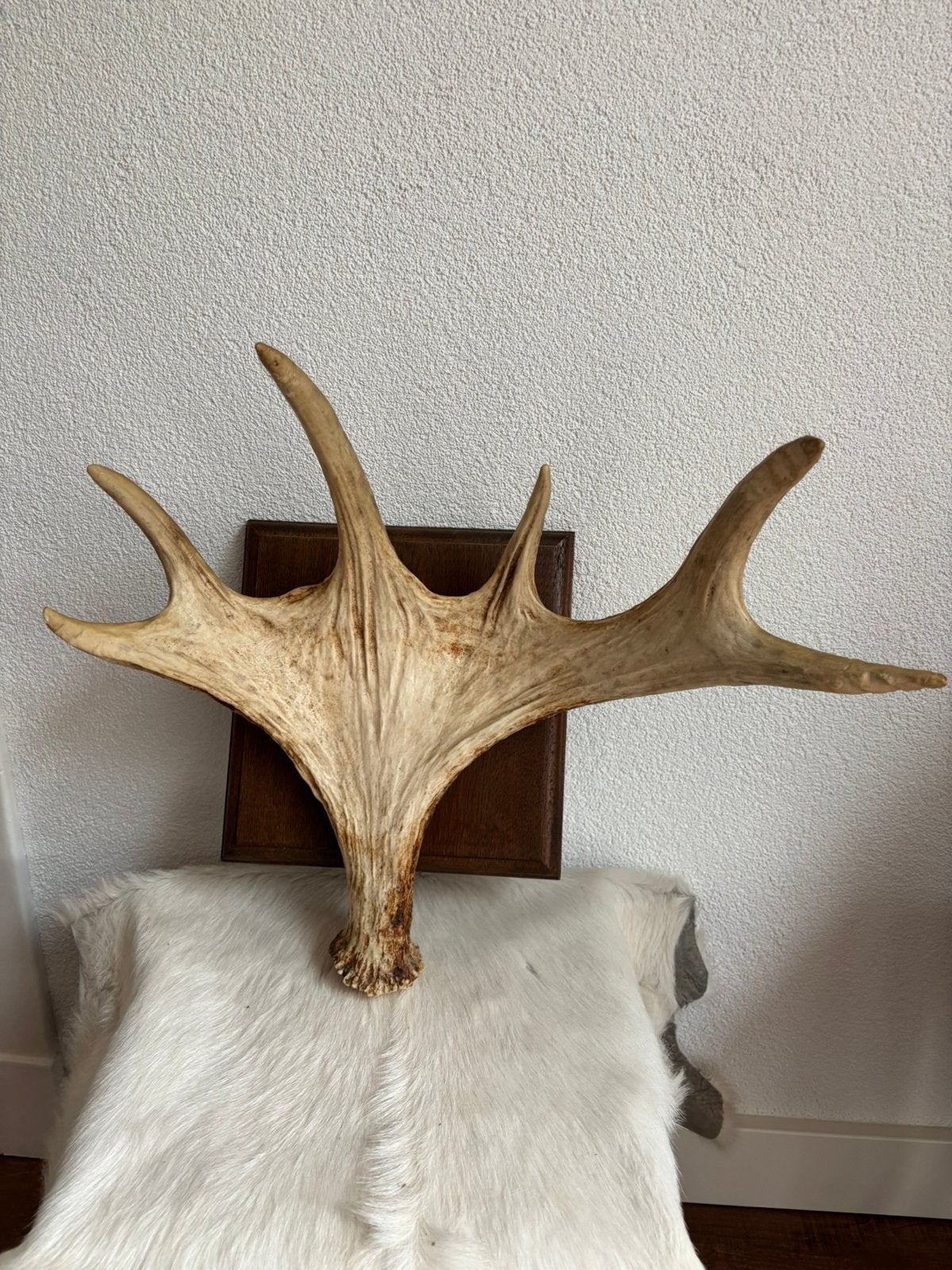 Gewei / geweistang Eland op houten schild 45x35 cm, Ophalen of Verzenden, Zo goed als nieuw, Hert, Gewei of Kop