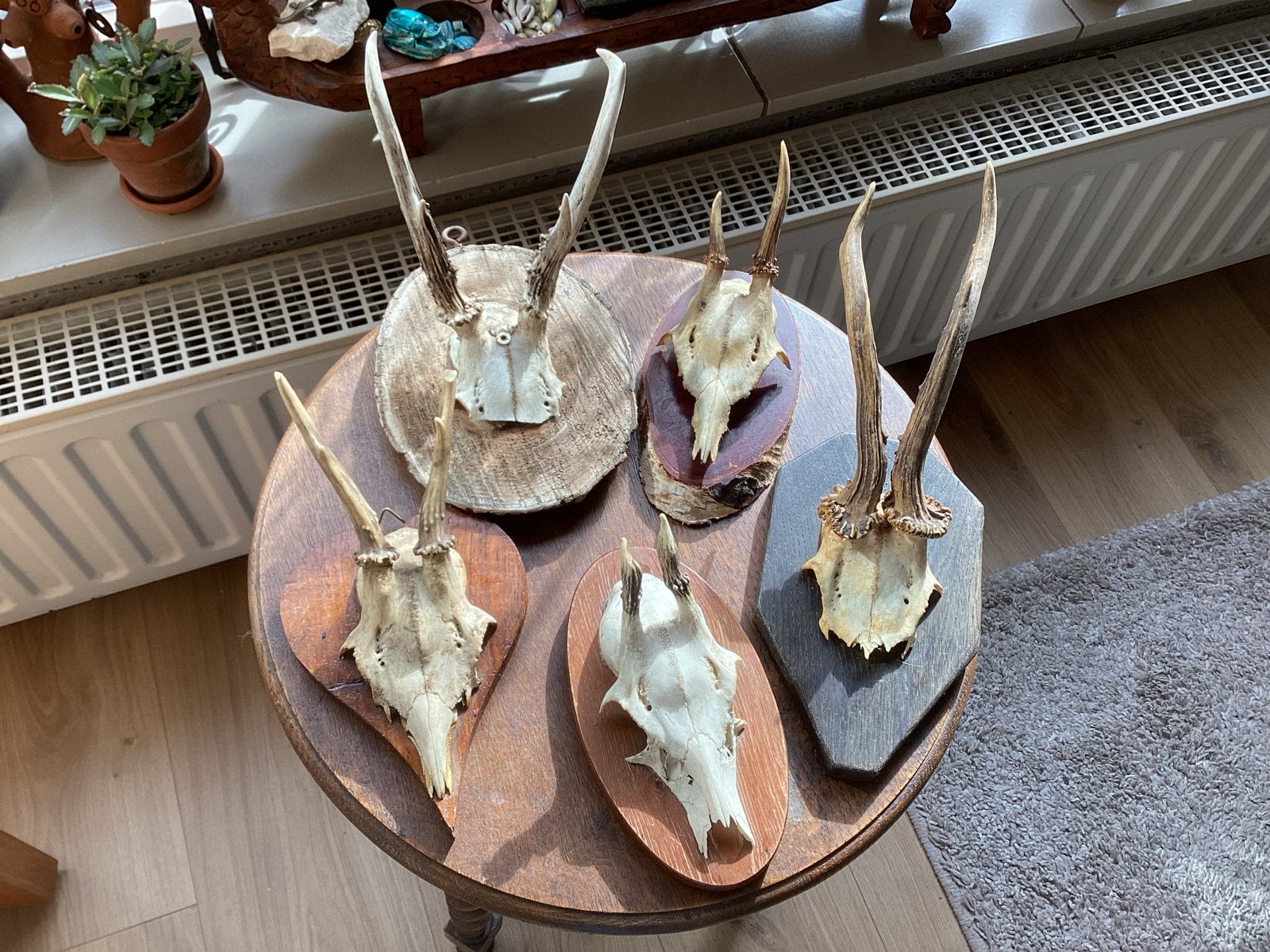 Herten Geweien op Houten Plaquettes 5 x per st € 6, Ophalen of Verzenden, Gebruikt, Hert, Gewei of Kop