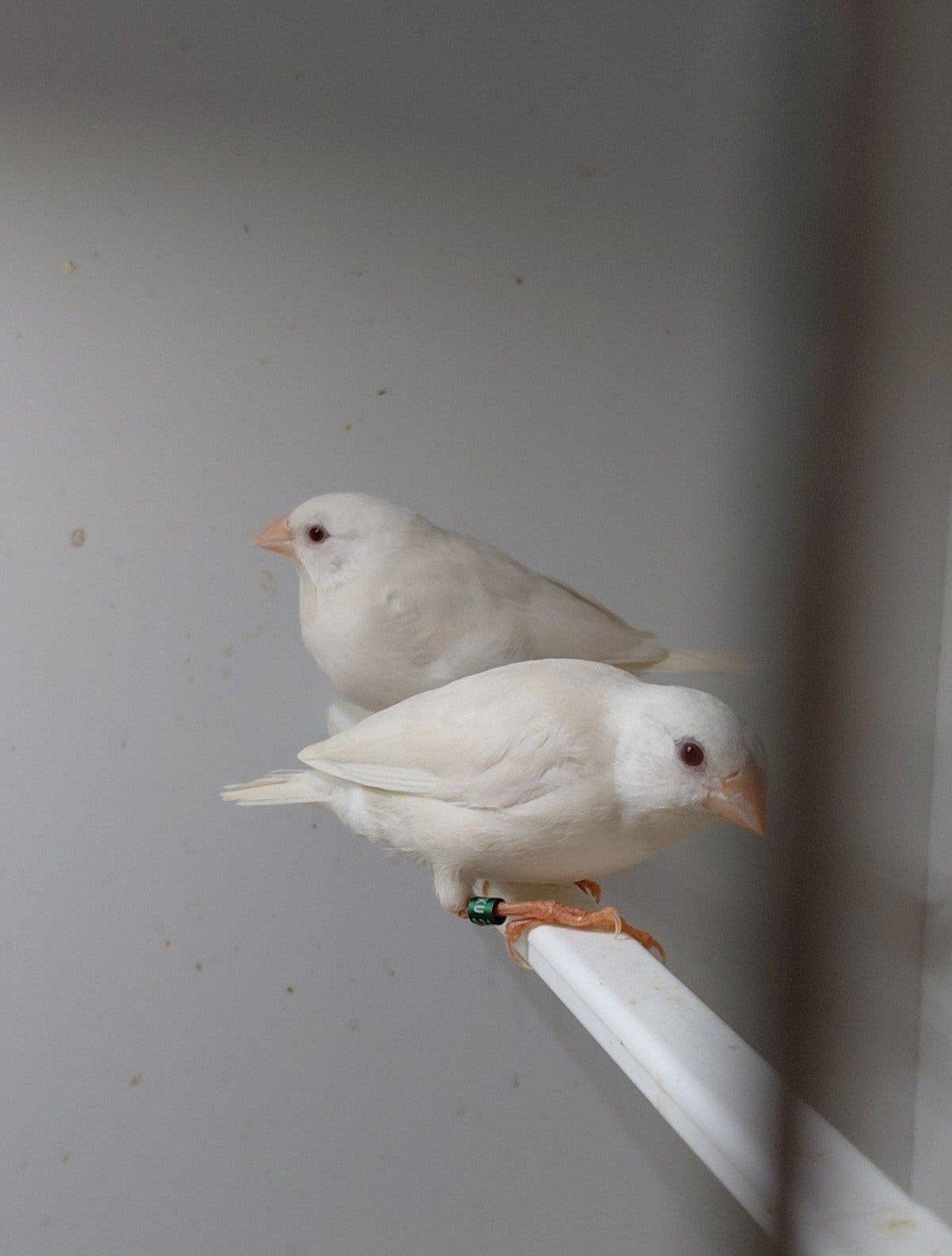 koppel spitsstaarten met 4 jongen, Meerdere dieren, Geringd