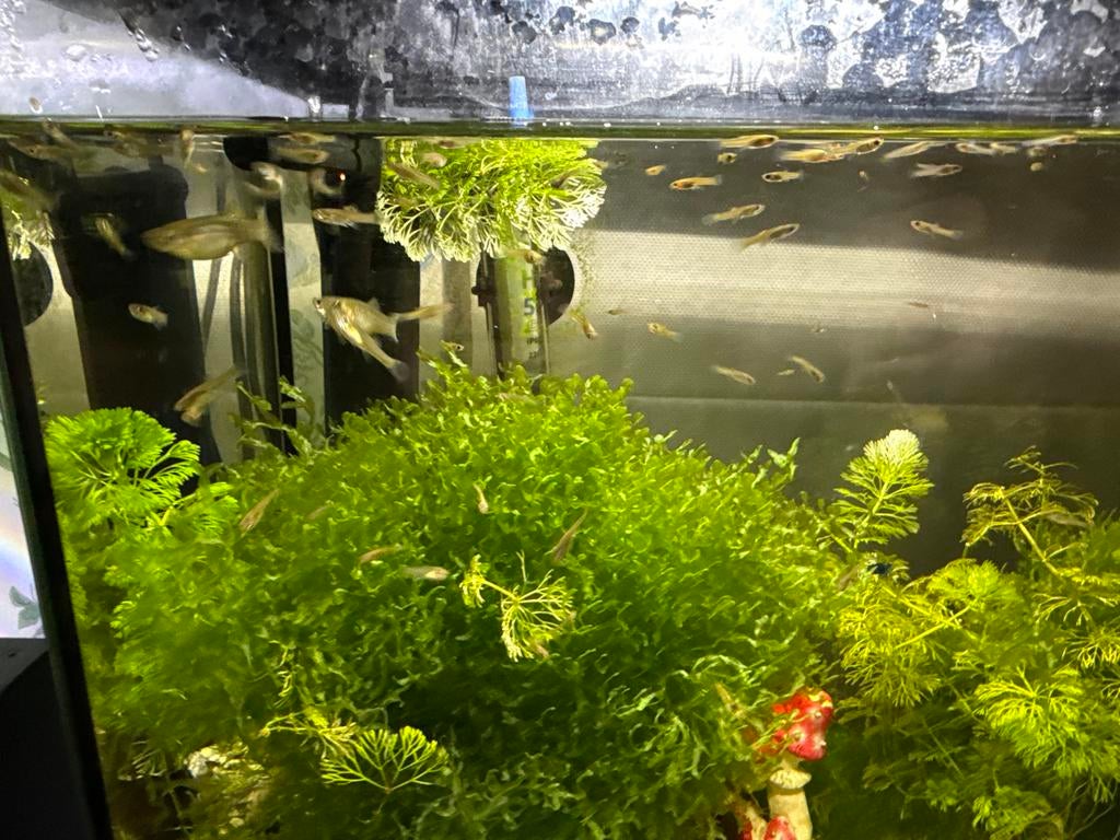 Endler guppen vrouwen en babies GRATIS, Dieren en Toebehoren, Vissen | Aquariumvissen, Vis