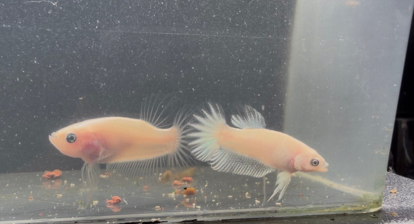 beautiful betta fish males, Dieren en Toebehoren, Vis, Zoutwatervis, Schoolvis