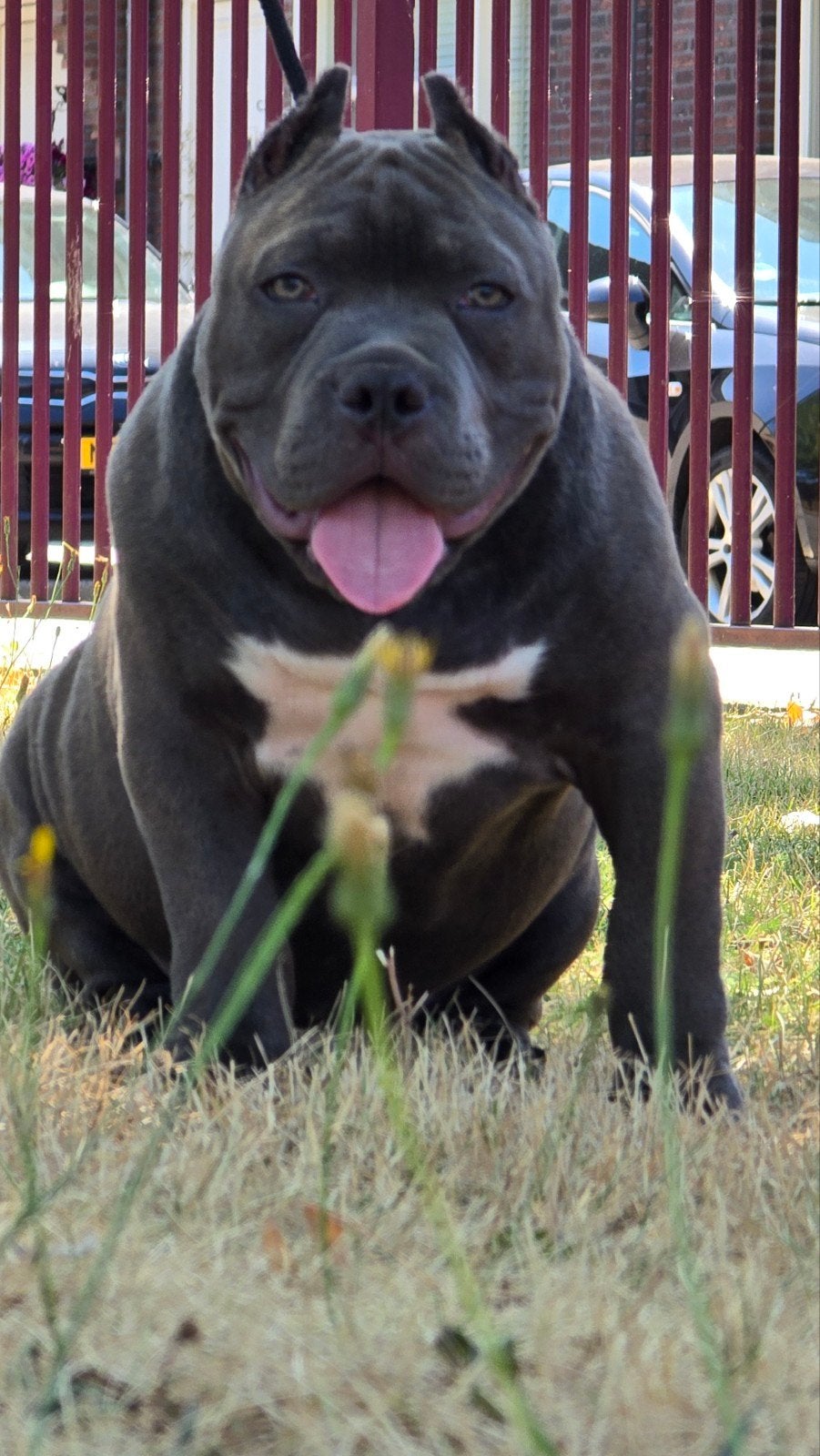 American pocket bully pup 17 weken, Overige rassen, 8 tot 15 weken, CDV (hondenziekte), Meerdere dieren