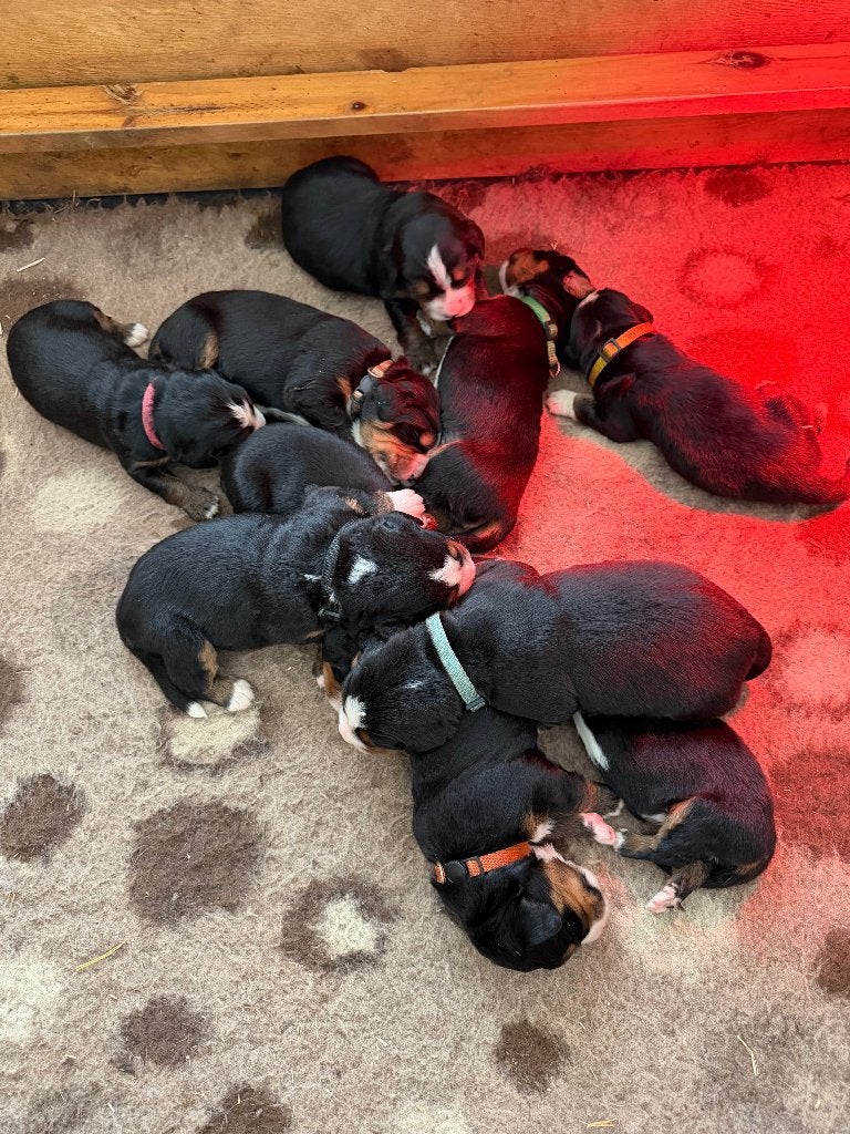Raszuivere Berner Sennen pups, groot hart en lief karakter, CDV (hondenziekte), Meerdere, Meerdere dieren, Nederland