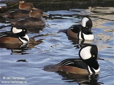 Eenden Ganzen en zwanen, Dieren en Toebehoren, Meerdere dieren, Eend