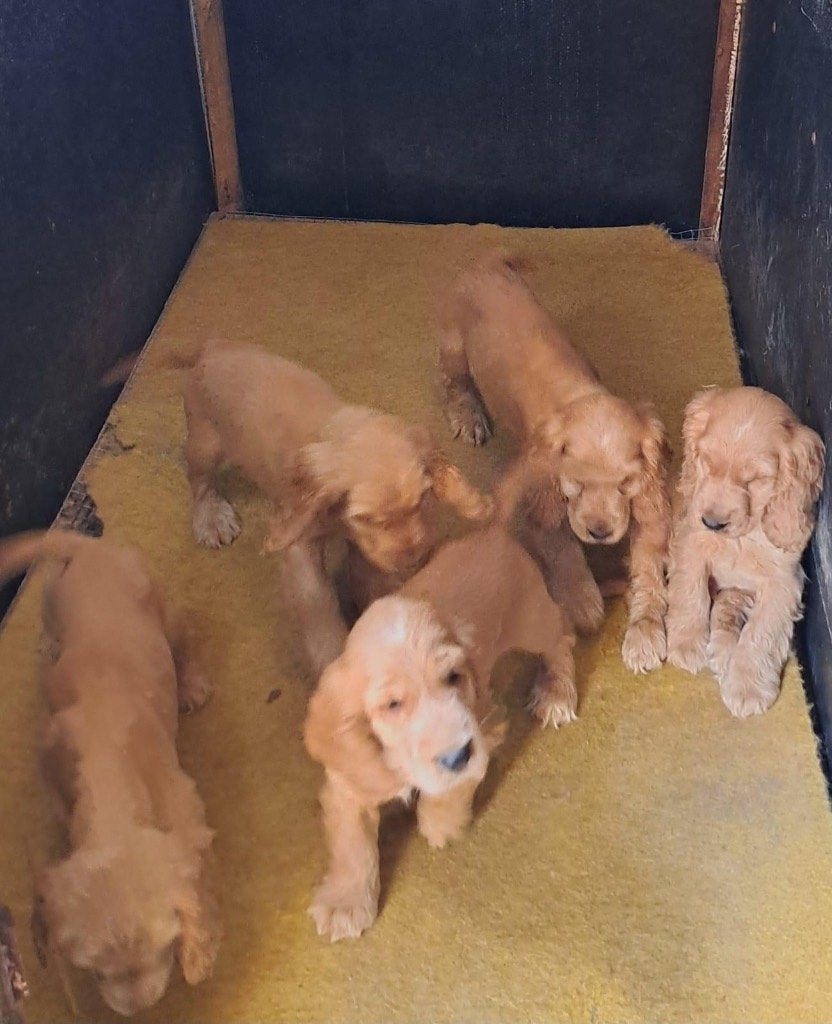 Engelse cocker spaniël pups nieuw nestje, België, 8 tot 15 weken, Meerdere, Meerdere dieren