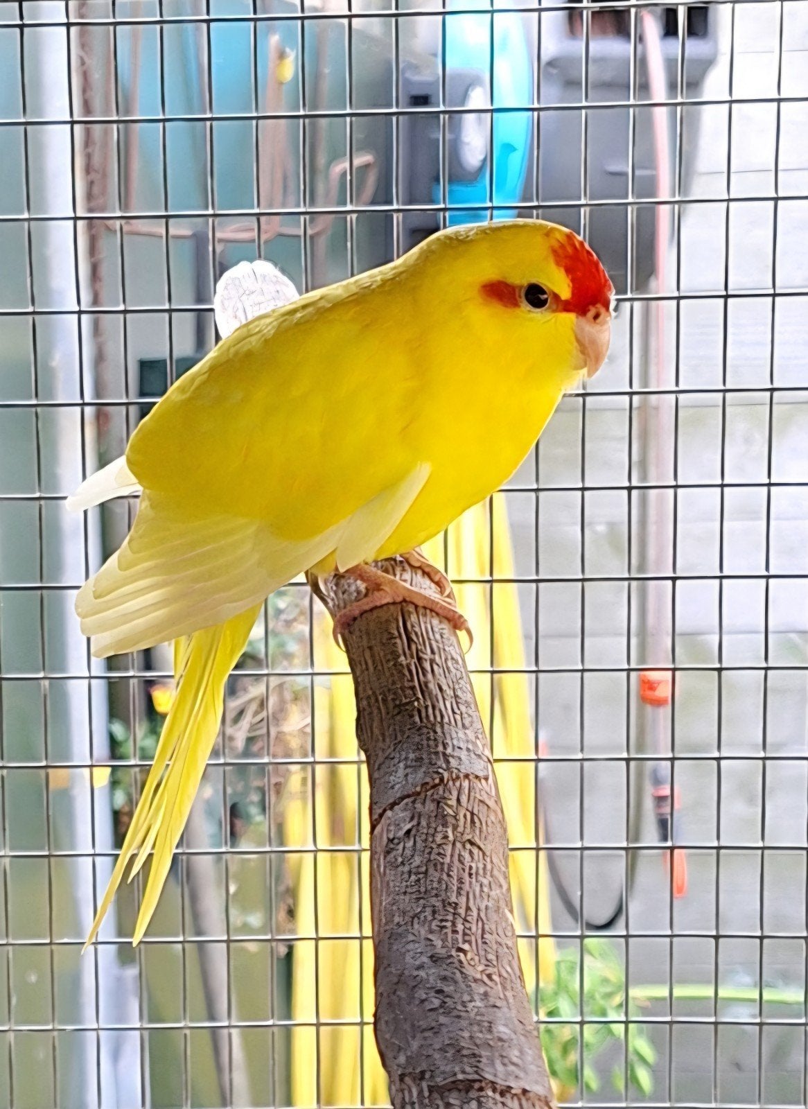 Te koop mooie kakariki pop, Dieren en Toebehoren, Vrouwelijk, Parkiet