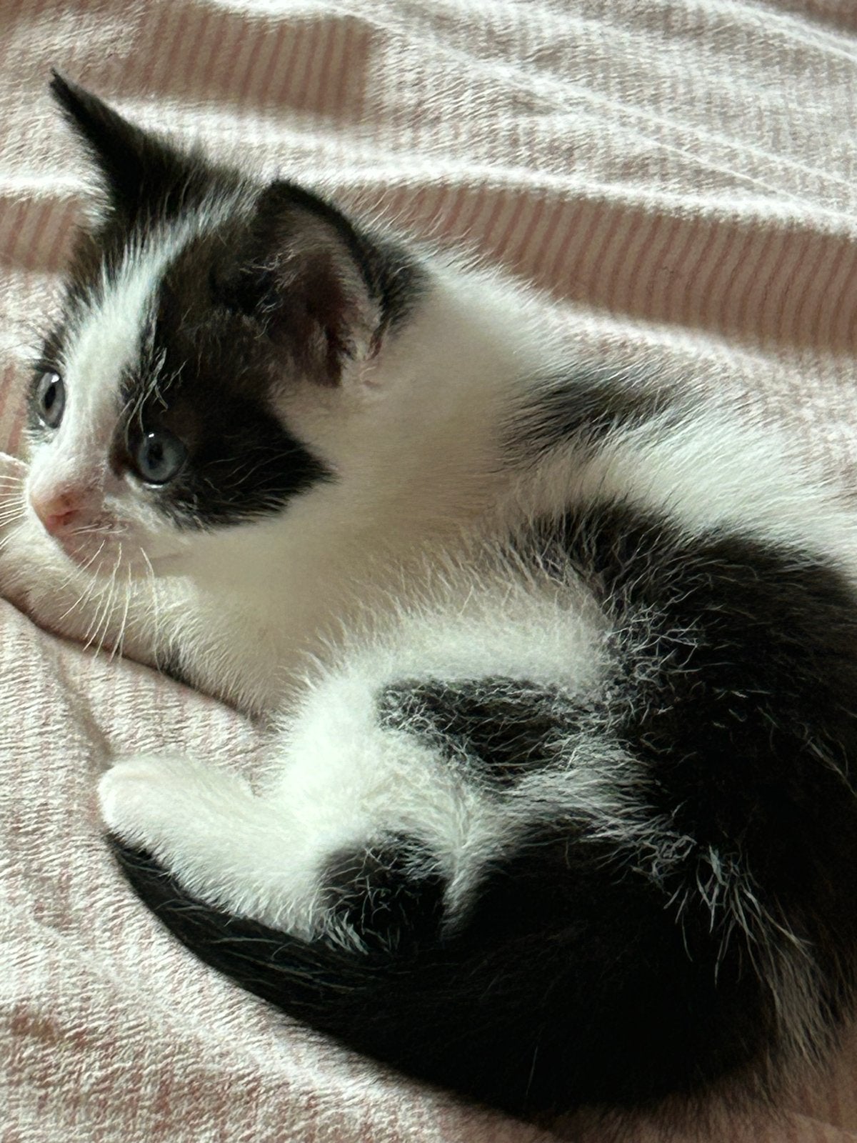Kitten poes, Dieren en Toebehoren, Poes, Kortharig, 0 tot 2 jaar