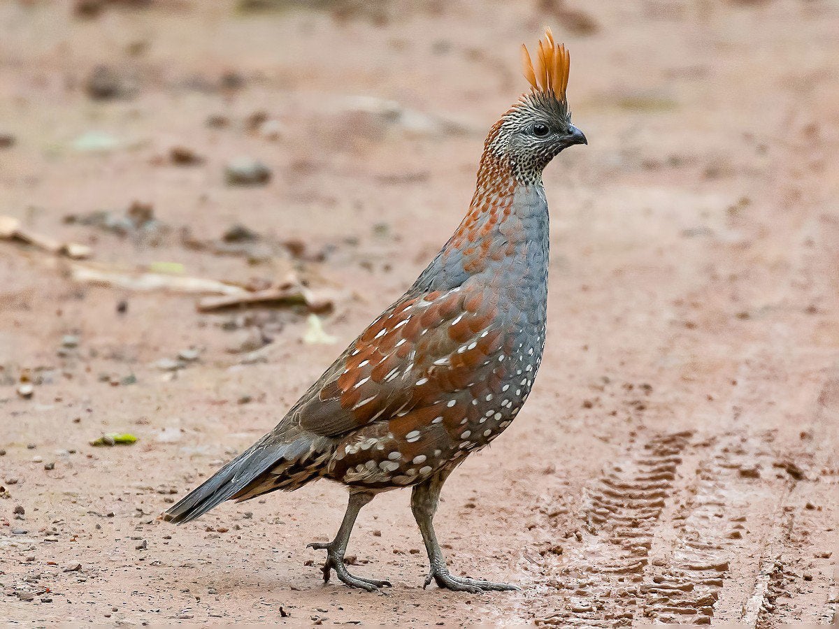 Gezocht Douglas kwartel, Meerdere dieren, Tropenvogel, Geringd