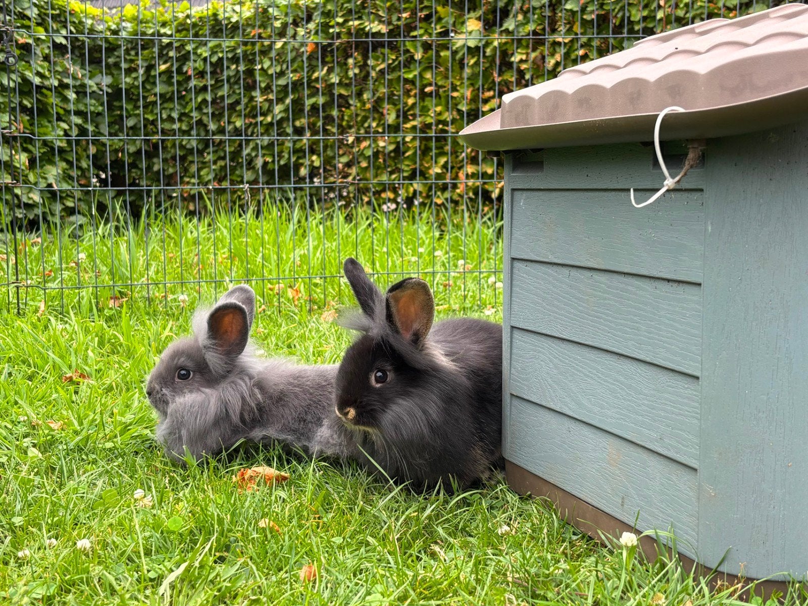 Jonge tamme konijnen te koop, Meerdere dieren, Middelgroot, 0 tot 2 jaar