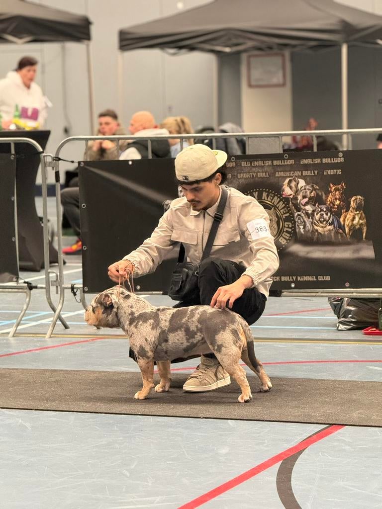 THEBLOCKBULLYS – Exclusieve Pocket American Bully pups, Parvo, 8 tot 15 weken, Teef, Bulldog