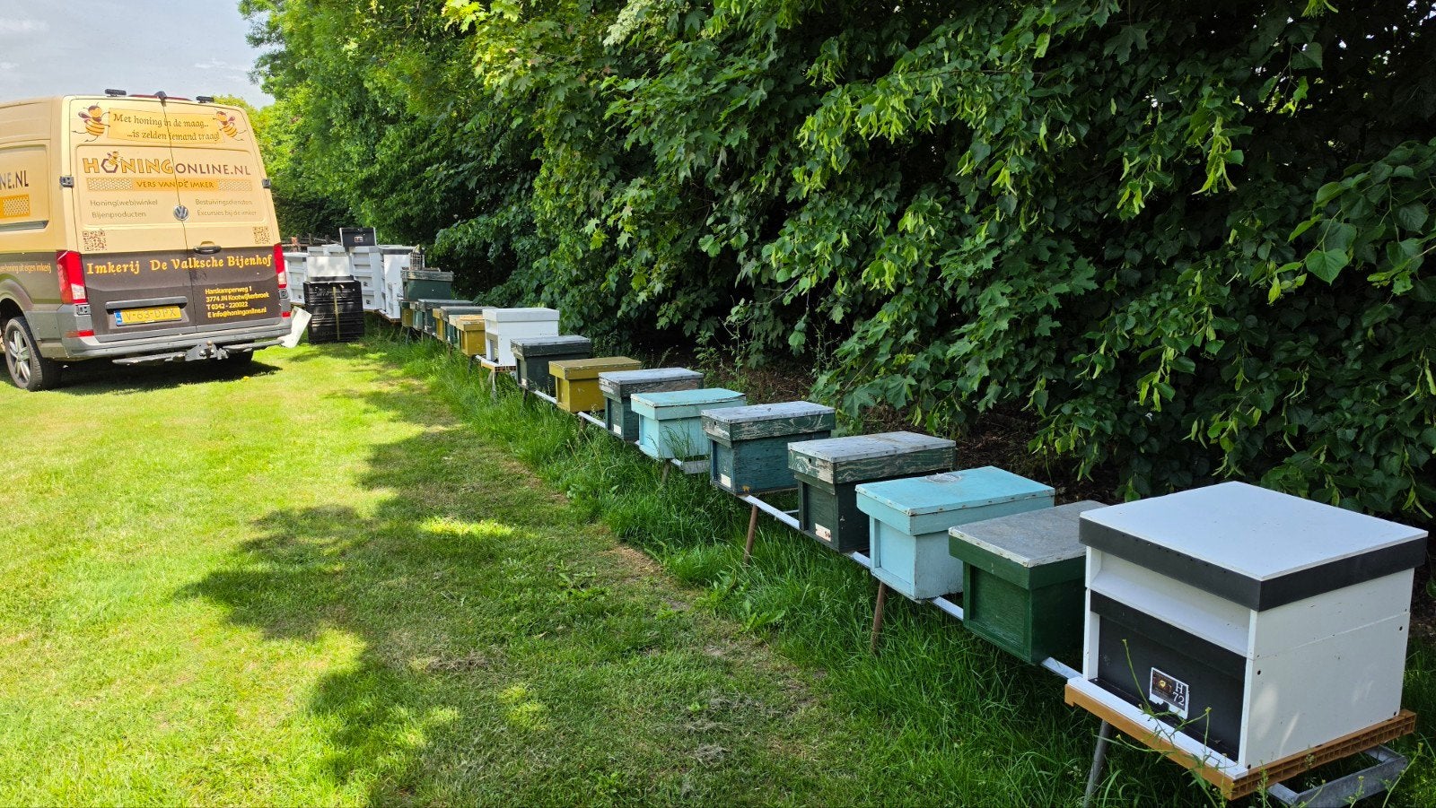 Buckfast F1 bijenvolken. Zwermtraag en zachtaardig bijenvolk, Dieren en Toebehoren, Insecten en Spinnen, Bijen