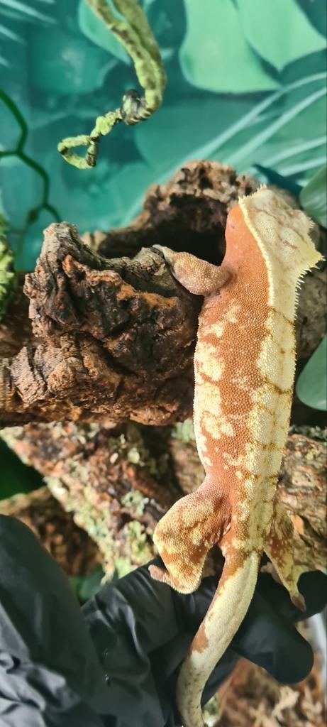 Wimpergekko vrouwtje, Dieren en Toebehoren, Reptielen en Amfibieën, Hagedis, Met terrarium, 3 tot 6 jaar