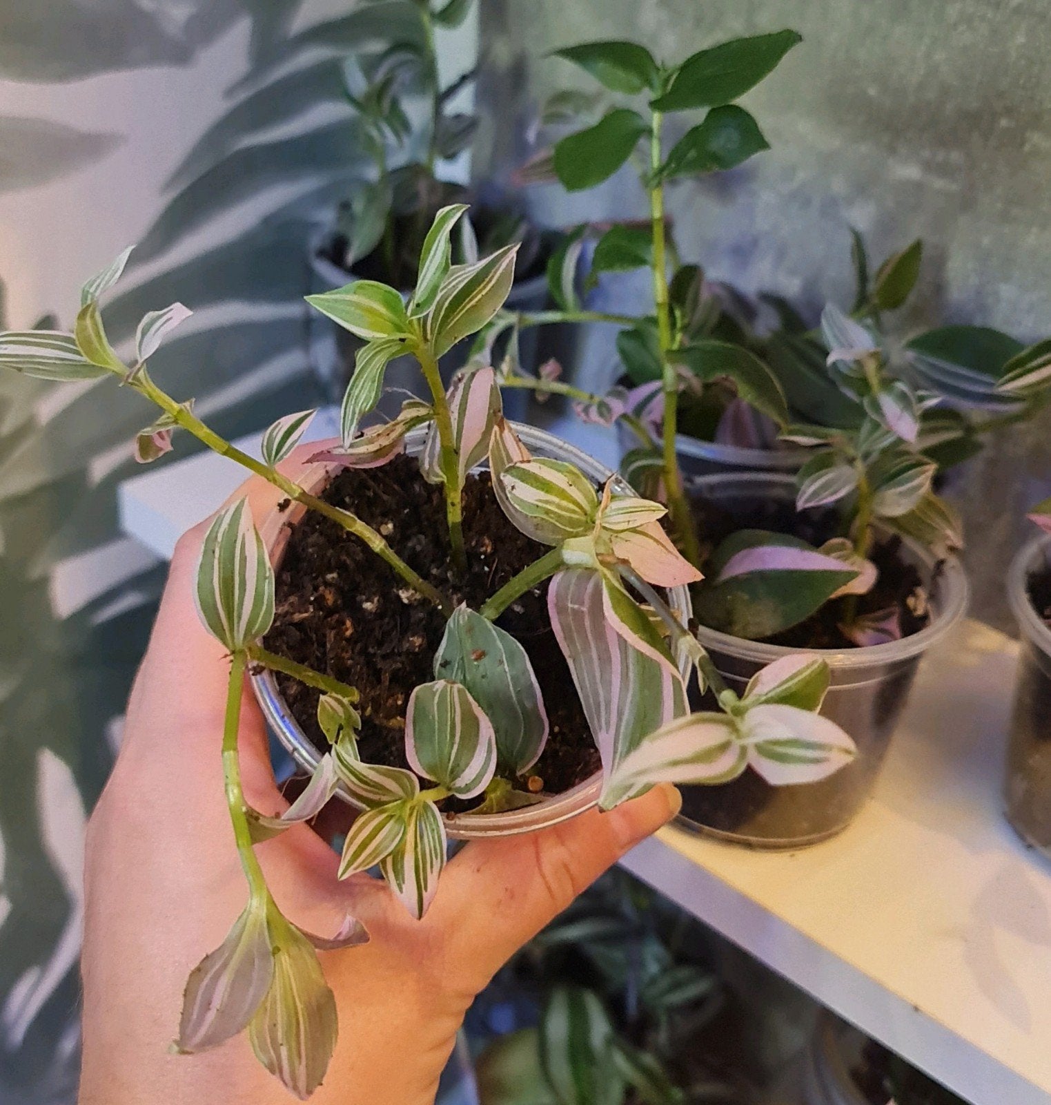 €4,- Tradescantia Nanouk in 8cm pot, goed geworteld., Huis en Inrichting, Ophalen of Verzenden