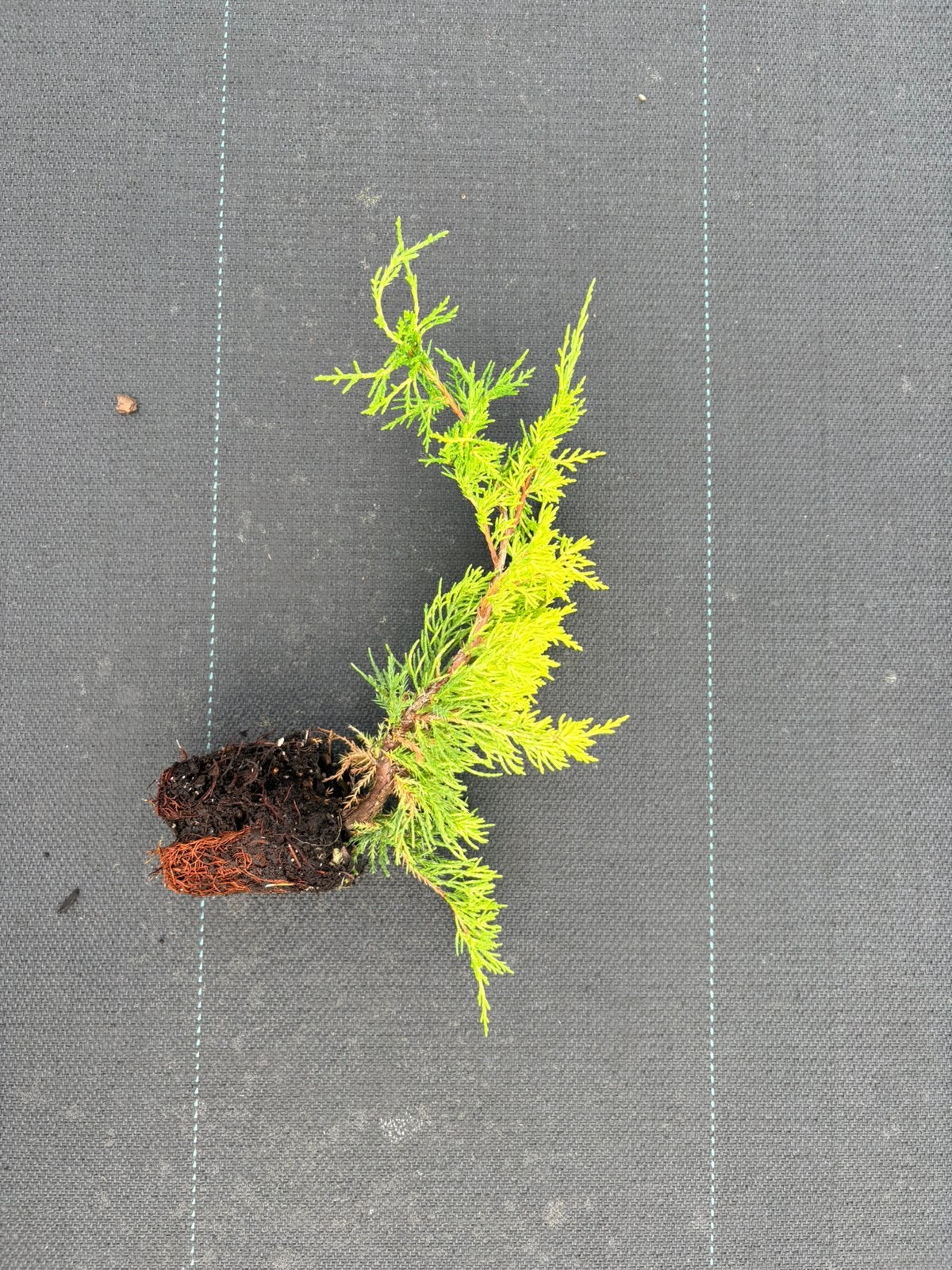 Jeneverbes Juniperus pfitzeriana 'Gold Coast', Ophalen of Verzenden, Overige soorten, Volle zon