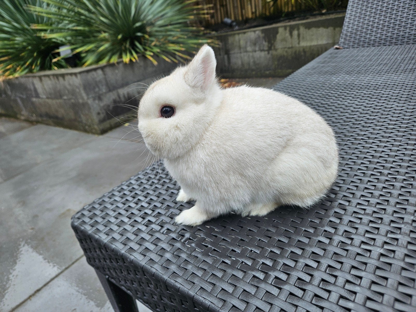 Mooie NHD beschikbaar en verschillende kleurdwergen, Meerdere dieren, Dwerg, Hangoor