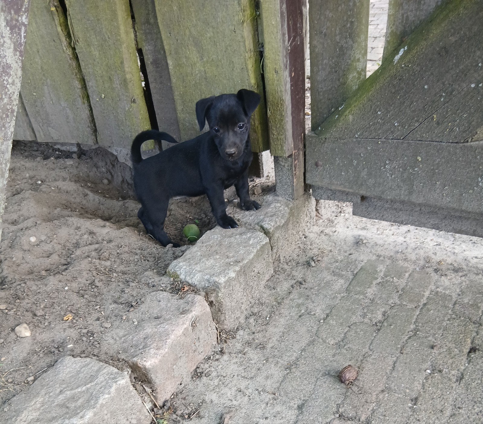 nog 1 mooie zwarte  jack russel pup te koop, Jack Russell Terriër, 8 tot 15 weken, Teef, Parvo