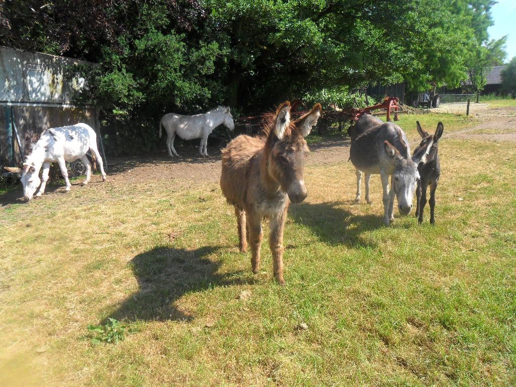 ezel hengst te huur, Dieren en Toebehoren, Overige Dieren, Juni, Mannelijk
