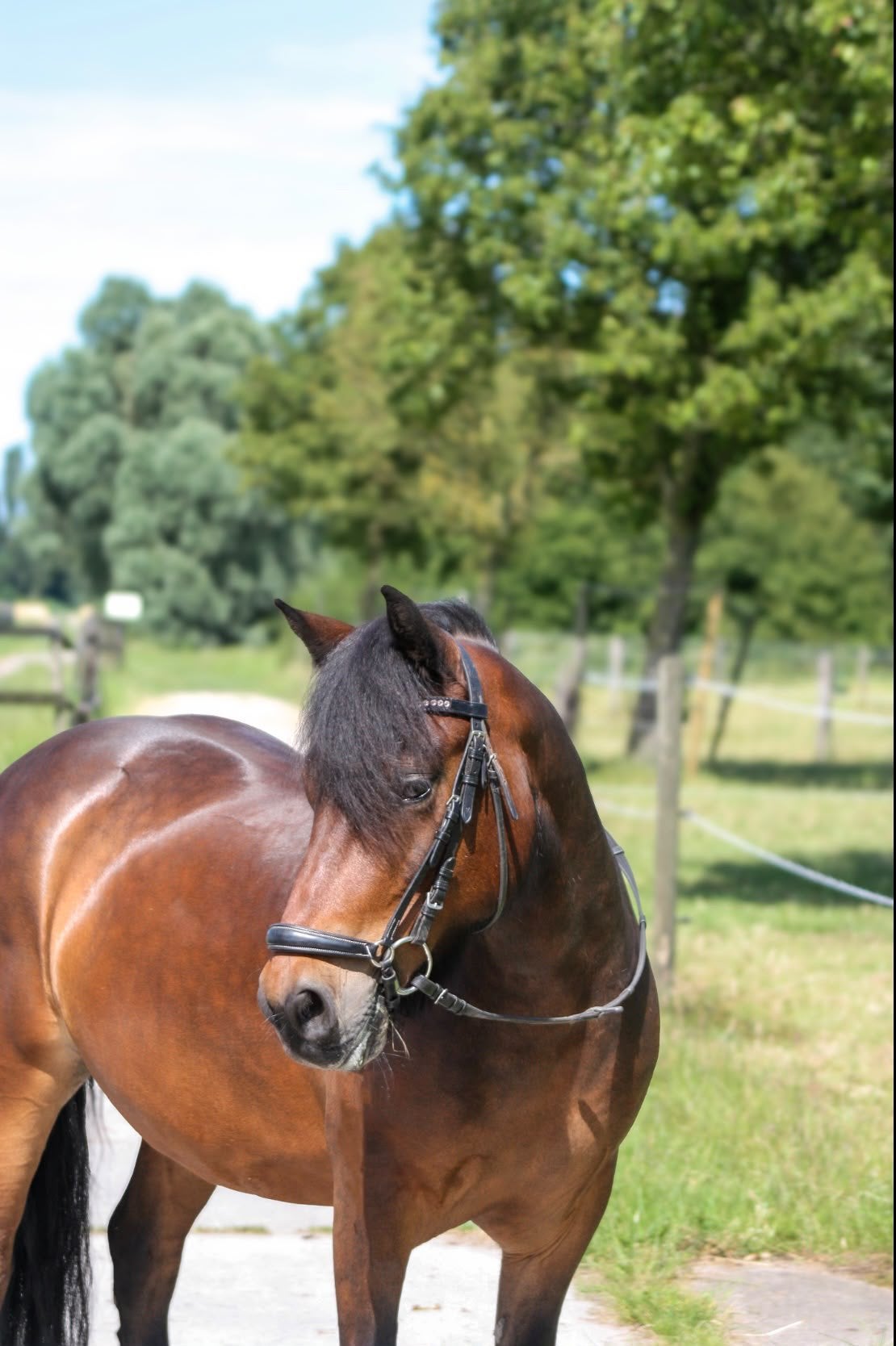 Leuke stevige C-pony te koop, Dieren en Toebehoren, Gechipt, Ruin, C pony (1.27m tot 1.37m), 7 tot 10 jaar