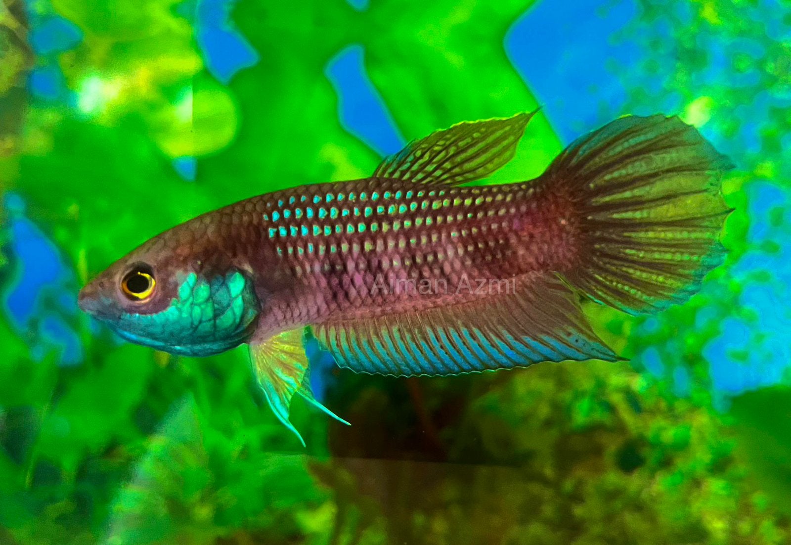 Wilde betta kuhnei F1, Dieren en Toebehoren, Vis