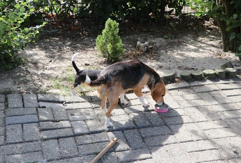 prachtige Beagle pups mogen verhuizen, Parvo, Beagle, 8 tot 15 weken, Meerdere