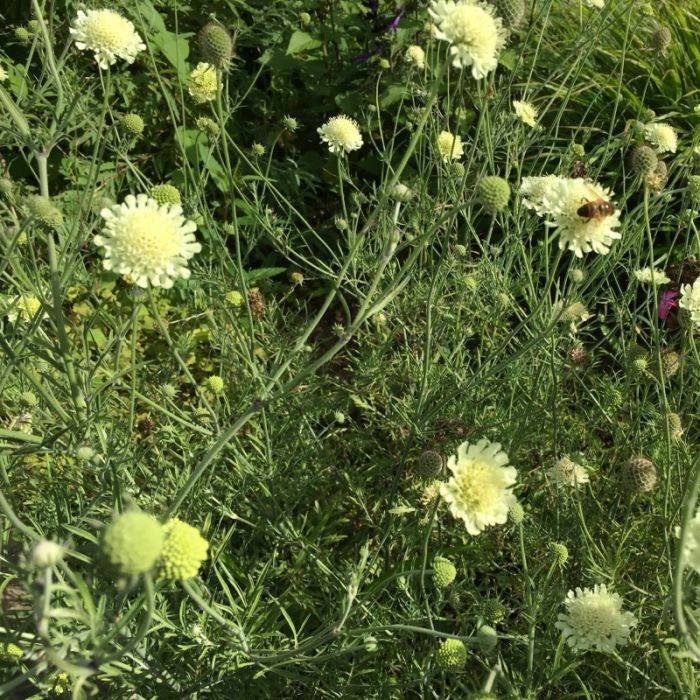 Scabiose, Ophalen, Bodembedekkers, Volle zon, Vaste plant