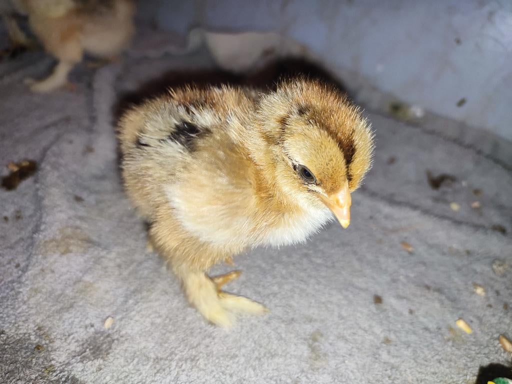 Jonge kuikens Brahma meerzomig goudpatrijs, Dieren en Toebehoren, Pluimvee, Geslacht onbekend, Kip