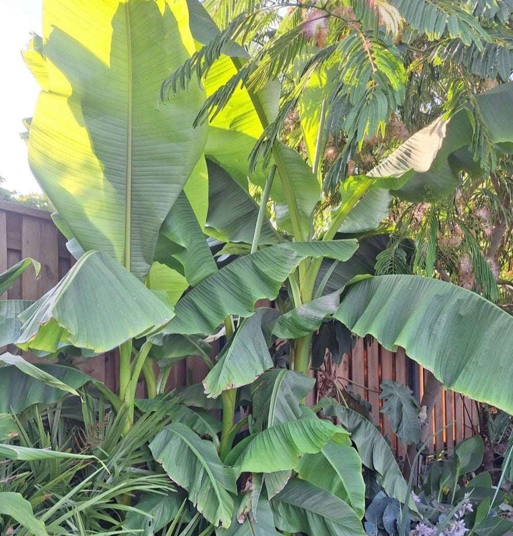 Banana Boom, Tuin en Terras, Ophalen, Volle zon