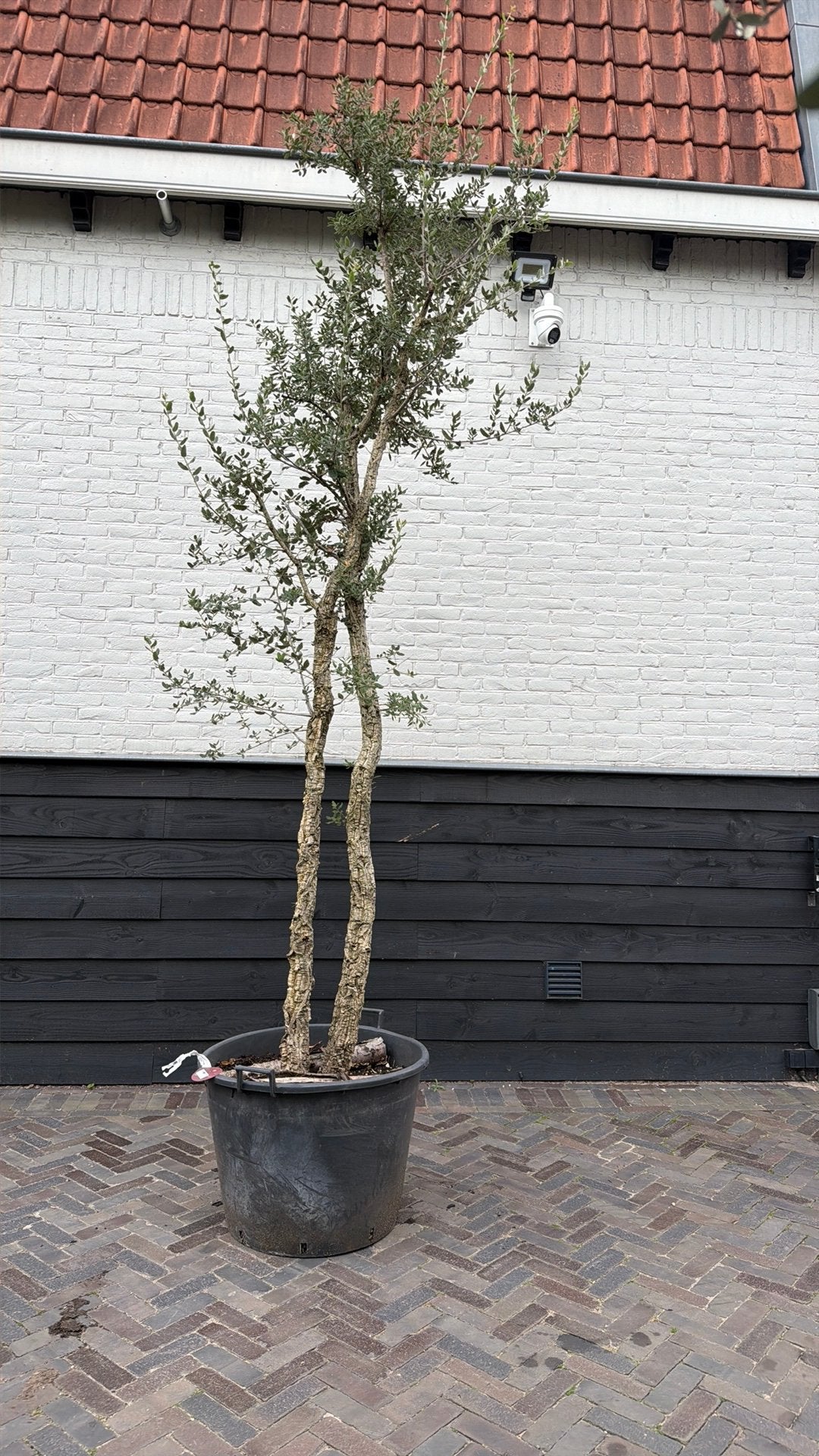 Mooie meerstammige kurkeik, Overige soorten, 250 tot 400 cm, Zomer, Ophalen