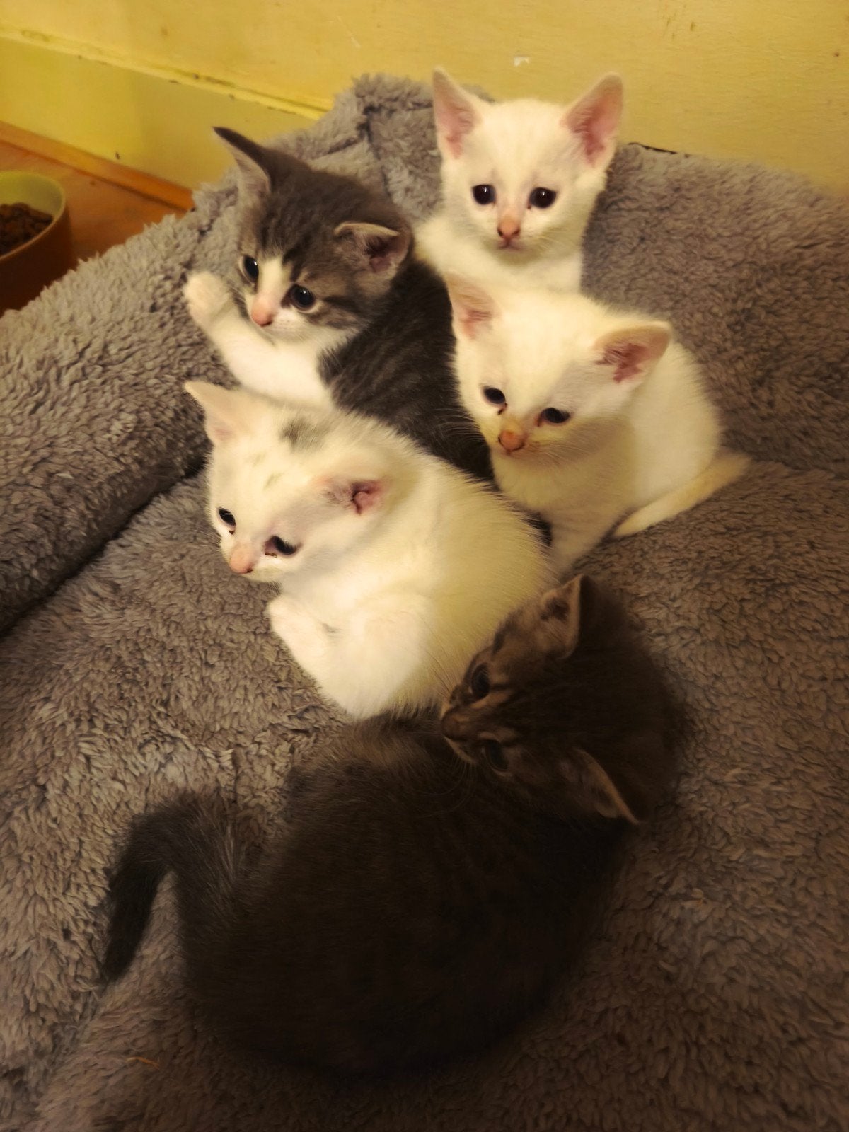 verkocht, Meerdere dieren, Kortharig, 0 tot 2 jaar