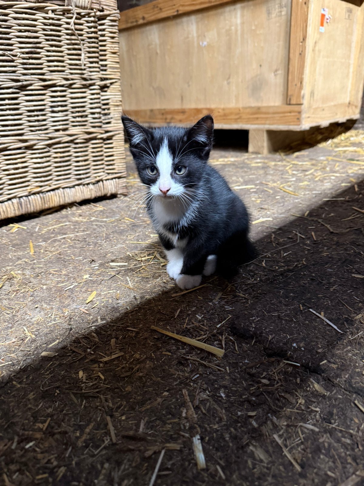 Kittens zoeken nieuw huisje, Kater