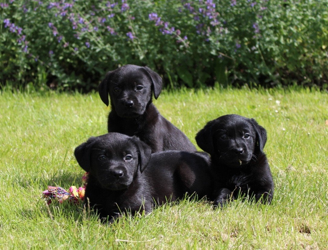 Geen verkoop en contact op Zondag, Dieren en Toebehoren, Parvo, 8 tot 15 weken, Labrador retriever, Meerdere