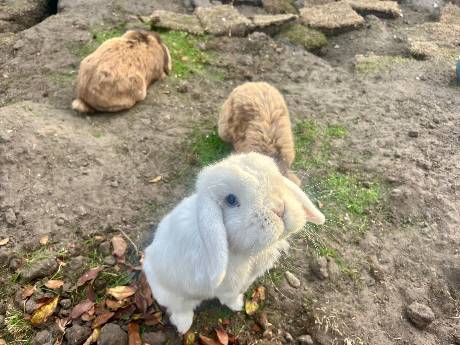 3 Minilop nhd konijntjes, Dieren en Toebehoren, Konijnen, Meerdere dieren, Dwerg