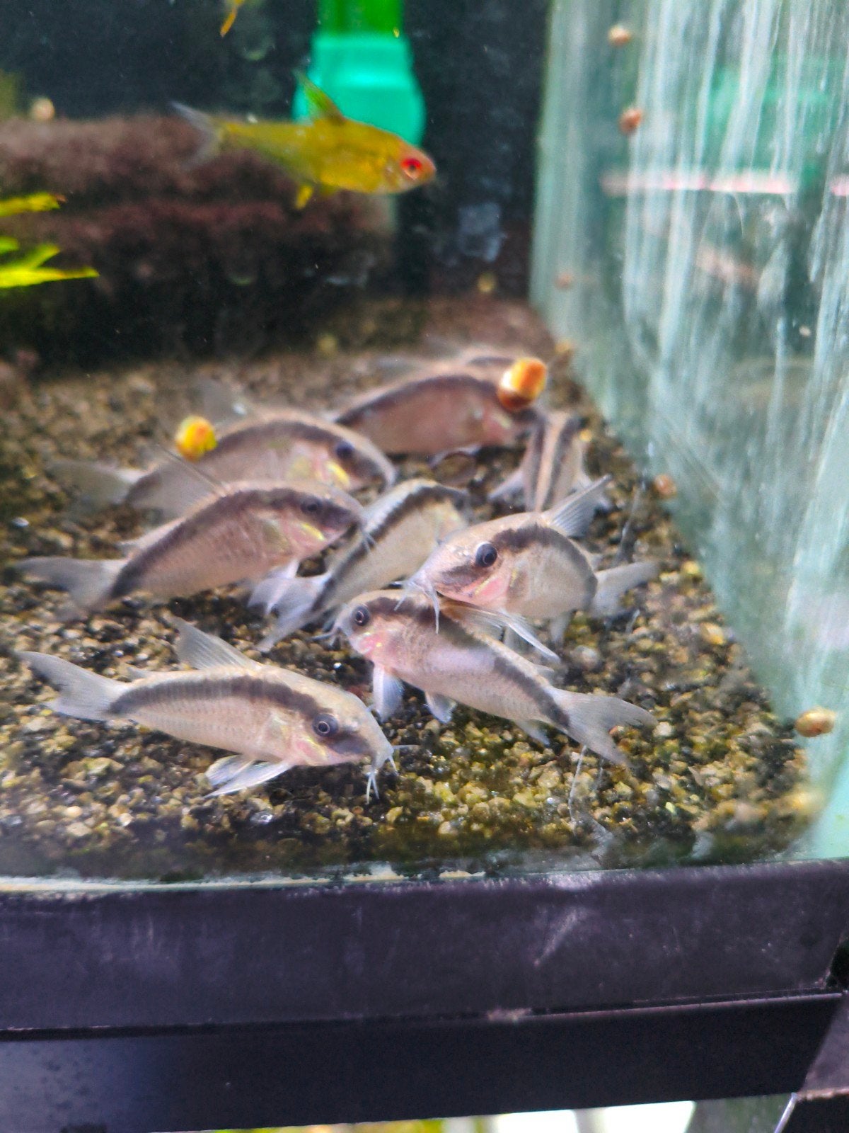 Corydoras arcuatus, Vis, Zoetwatervis, Schoolvis