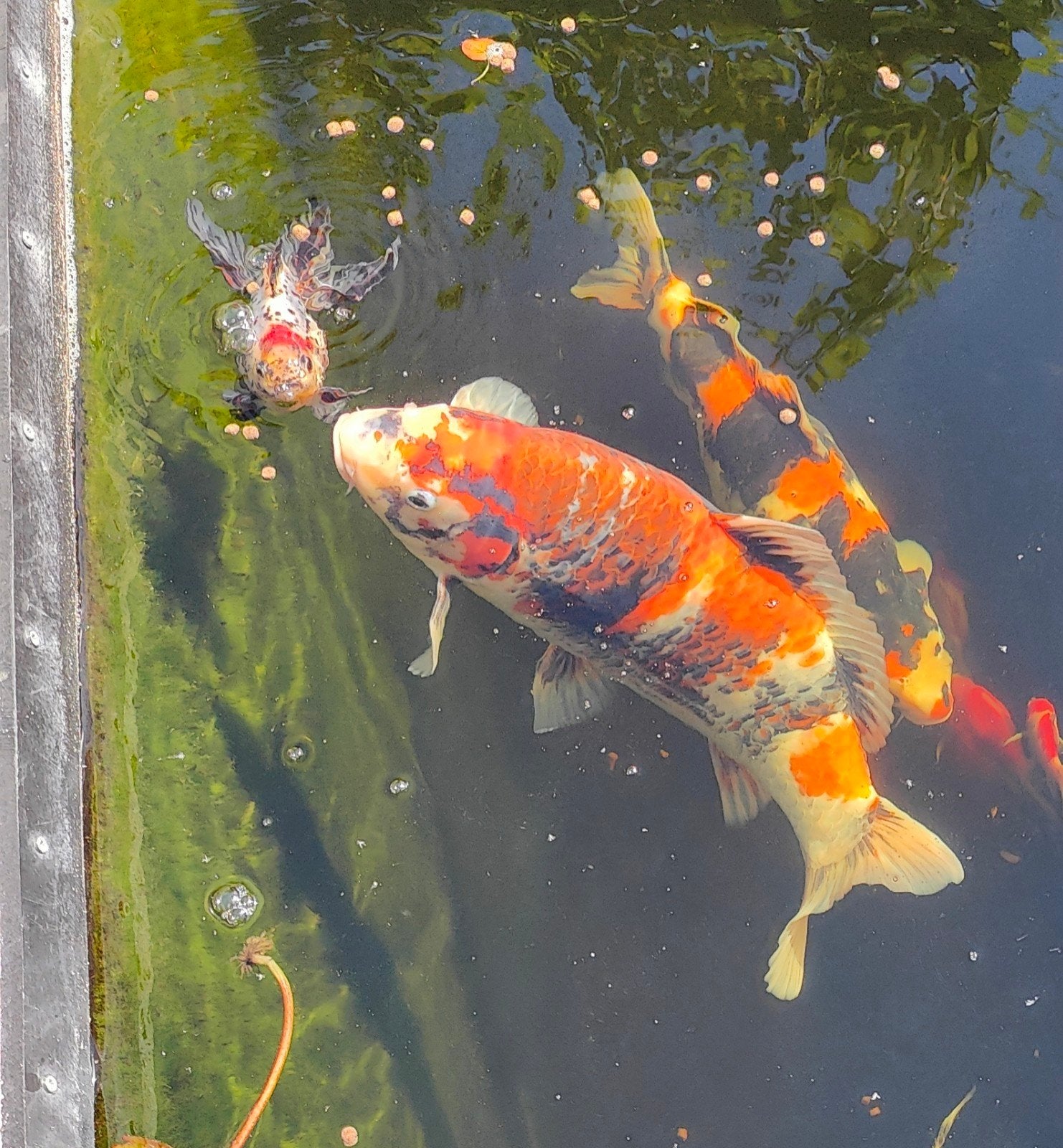 9 x Koi van Takigawa Koi Farm Kohaku Showa Sanke karpers, Karper of Koi