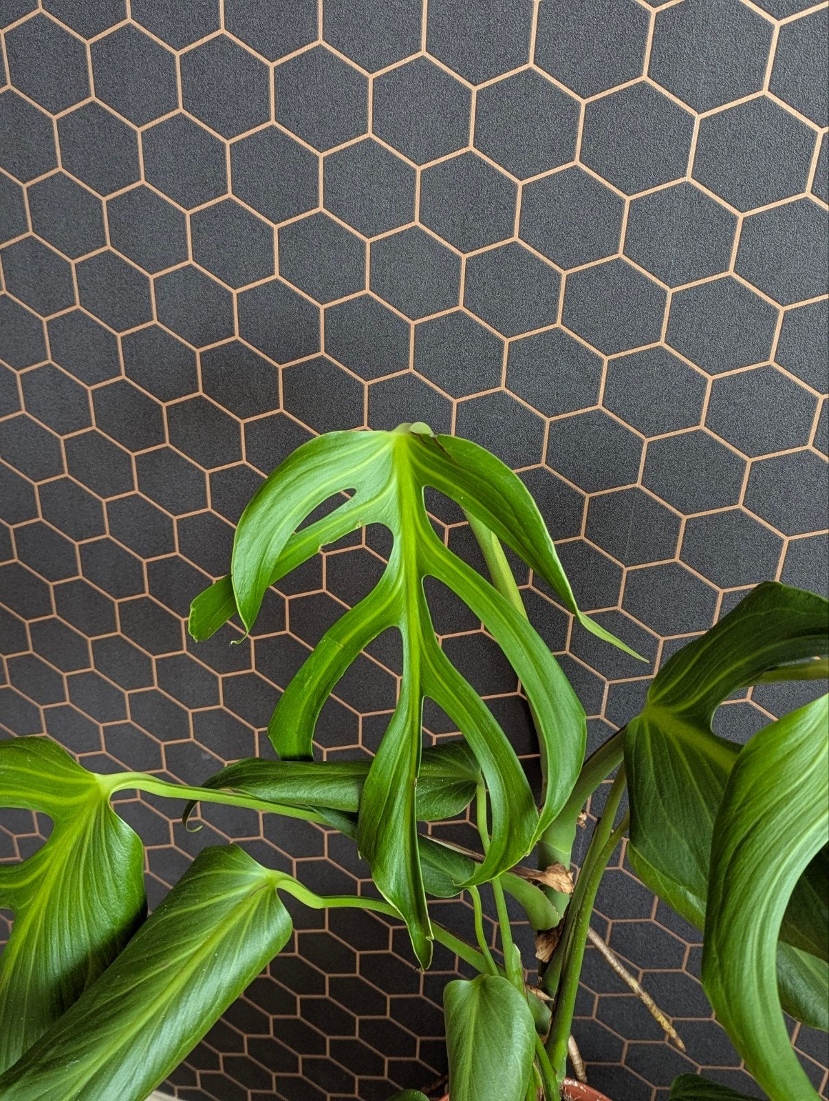 Monstera Burle Marx Flame - Zeldzame plant, Huis en Inrichting, Ophalen of Verzenden