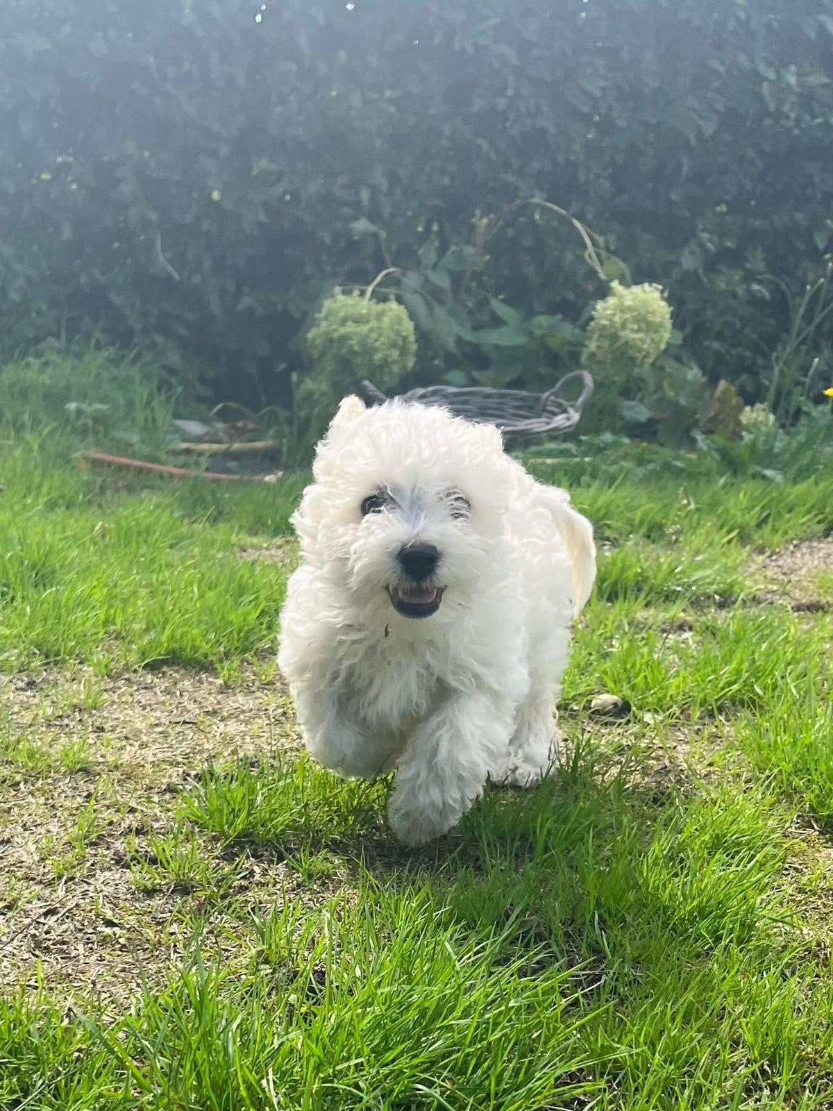 🐾 maltipoo pup  🐾💙, Parvo, Overige rassen, 8 tot 15 weken, Meerdere